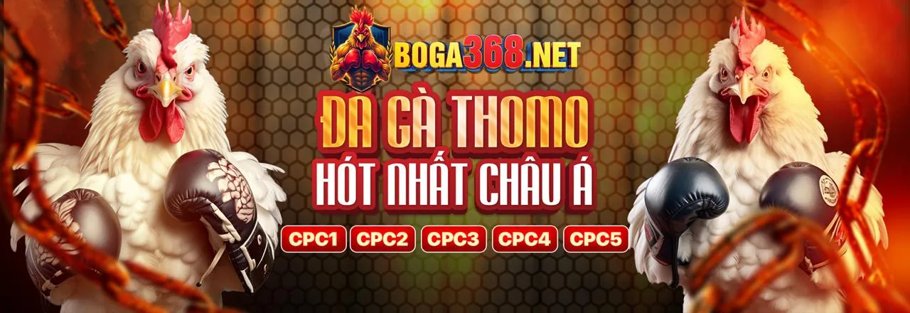 Bình luận viên đá gà Thomo trực tiếp đang bình luận sôi nổi